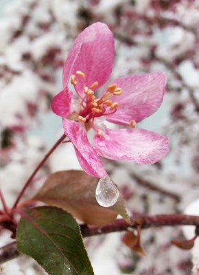 不怕雪埋藏,小萼点珠光