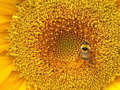 【美丽的ta】勤劳的蜜蜂