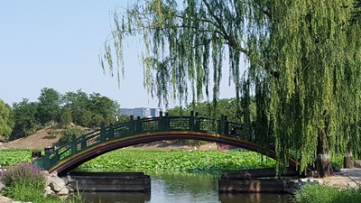 【恋之风景】夏日拱桥