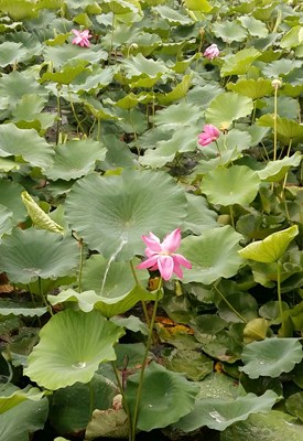 【恋之风景】雨中芙蓉