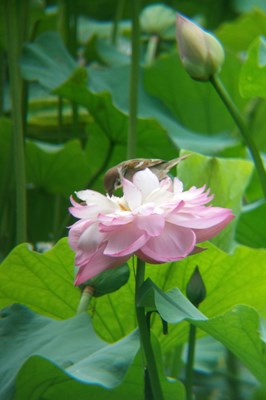 【恋之风景】麻雀与芙蓉