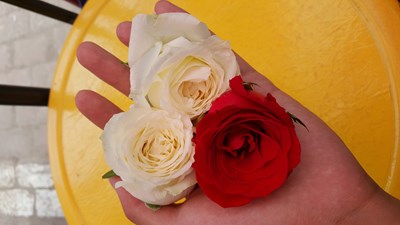 【美丽的ta】手心的玫瑰