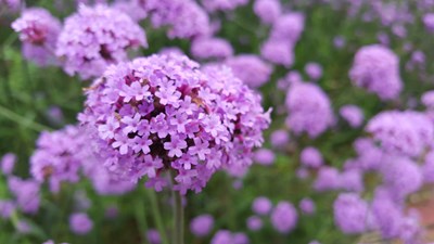 【恋之风景】那些花儿