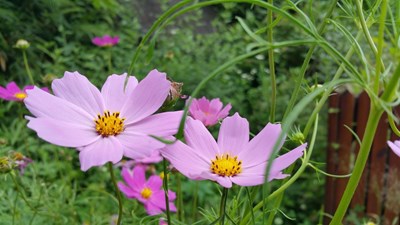 ：【恋之风景】多情的格桑花