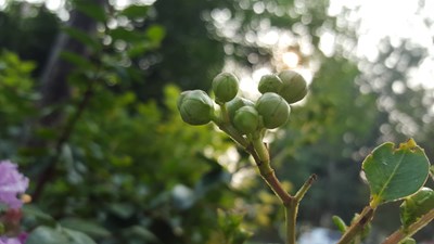 【恋之风景】含苞