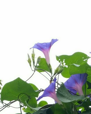 【美丽的ta】牵牛花