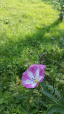 美丽的TA牵牛花