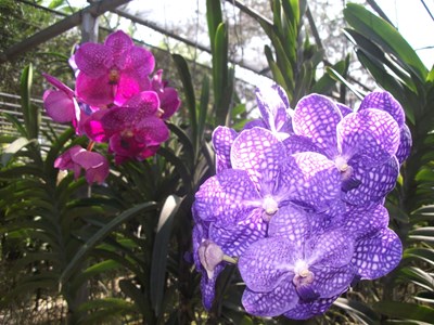 美丽的ta  花儿朵朵