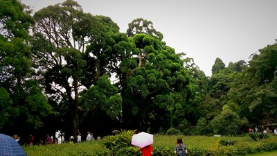 【恋上风景】福州鼓龄美 