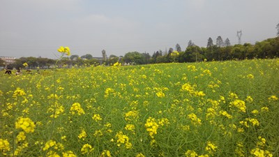 【恋之风景】油菜花