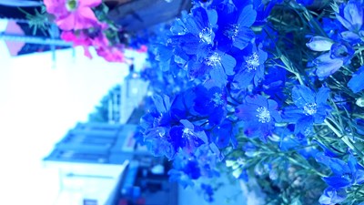 这么蓝的花