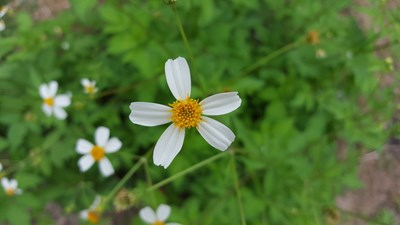 山花野草