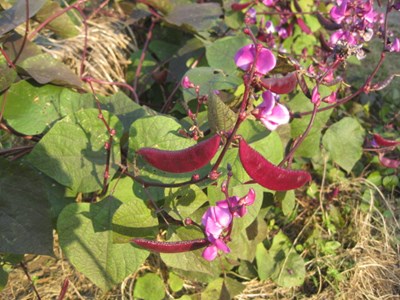 茶豆花儿开茶豆果儿摘