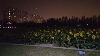 Sunflowers at night