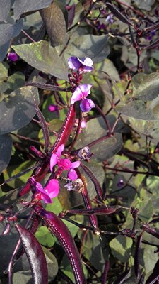 仲秋时节看茶豆花