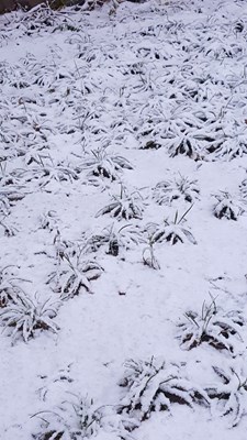 鹅毛大雪