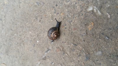 路边遇见的蜗牛