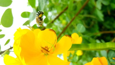 山上的黄花无限好。