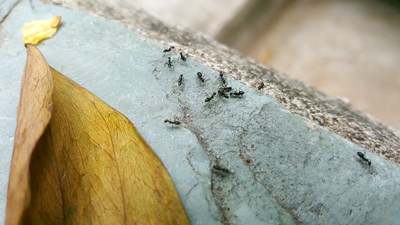 S6 微距蚂蚁