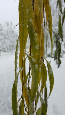 雪景，南方的小伙伴随意感受下。