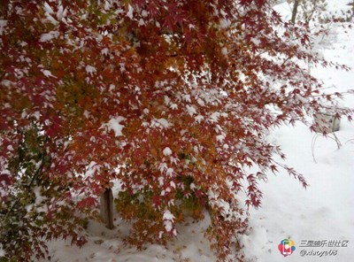 【隆冬百态】+济宁+初雪过后的太白湖