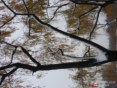 【隆冬百态】+雪叶成辉