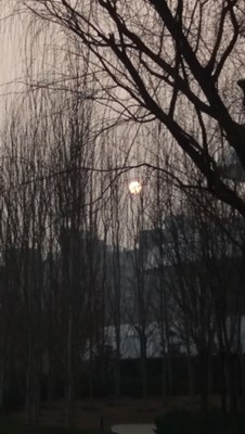 日在柳梢头