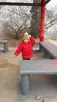 【隆冬百态】+北京+凋零冬日的一抹嫣红