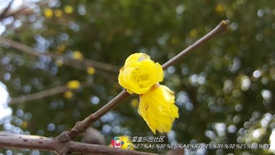 梅