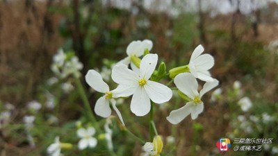 油菜花中忙碌的小蜜蜂