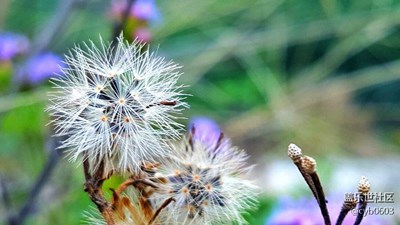 微距拍摄蒲公英(菜鸟极)