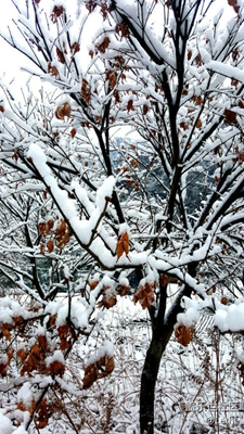 雪景