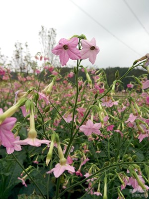 迎春百花开