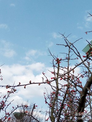 春天盛开的《铁脚海棠》