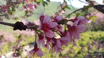 漂亮的樱花！