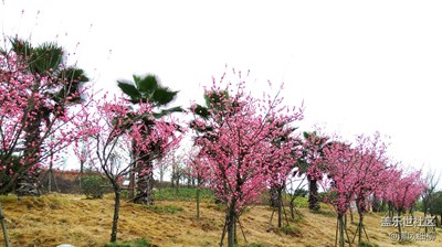 仲春回暖时，红梅花儿开