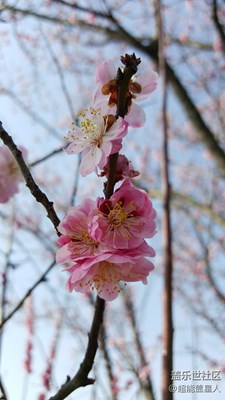 南京梅花节