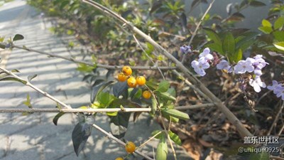 花朵果实