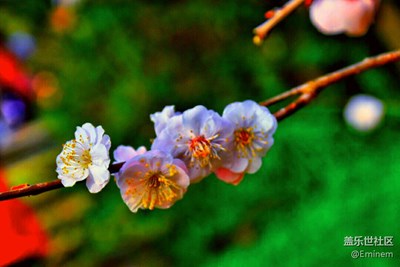 【登园赏花】初春百花齐放，万物复苏。