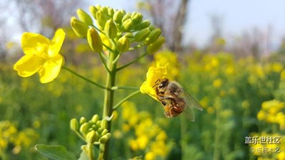 花之语~油菜花