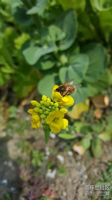 花香自有蜜蜂来