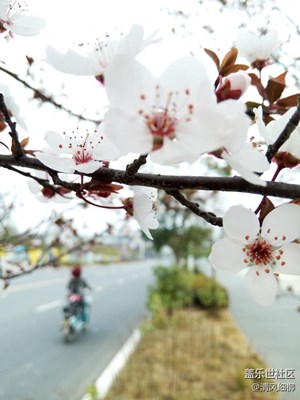 樱花的祖宗在中国