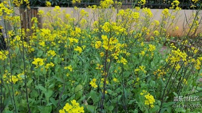 庭院深深深几许，油菜花开黄金色