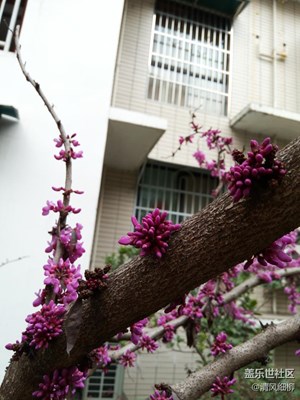 一串成簇紫荆花