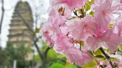 伽蓝寺听雨声盼永恒