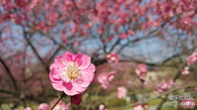 三星S6赏梅照片分享