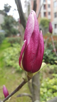 玉兰花的花苞