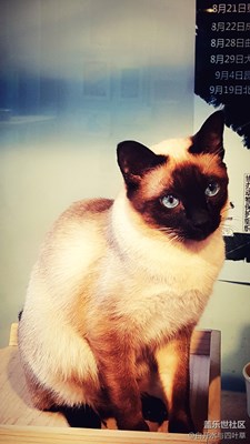 我和猫咪有个约会