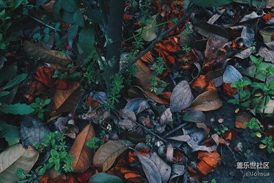 我在森林，你在达达拉城。