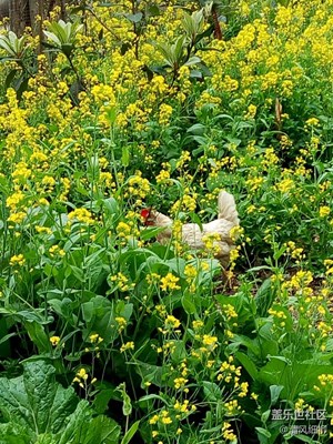 花丛觅食